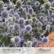Close-up of steel blue sea holly, its spiky, thistle-like flower heads and jagged silvery-blue bracts clustered densely together, some blooms still greenish before fully coloring, with the Botanical Interests label and photo credit shown at the bottom.