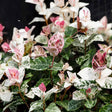 Close-up of Snow-N-Summer Asiatic Jasmine showing white and green variegated leaves alongside new growth splashed with pink and speckled maroon, against a dark background.