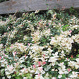 Snow-N-Summer Asiatic Jasmine growing as a dense ground cover against a wooden fence, its variegated cream-and-green speckled leaves interspersed with newer pink-tinged foliage.