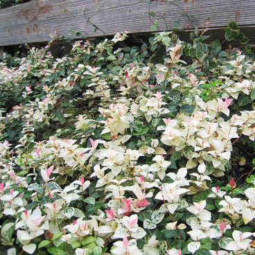 Snow-N-Summer Asiatic Jasmine growing as a dense ground cover against a wooden fence, its variegated cream-and-green speckled leaves interspersed with newer pink-tinged foliage.