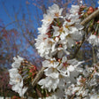 Close-up of a Snow Fountains weeping cherry branch densely clustered with white five-petalled blossoms and pink-red buds, set against a blurred backdrop of blue sky and more blossoming branches.