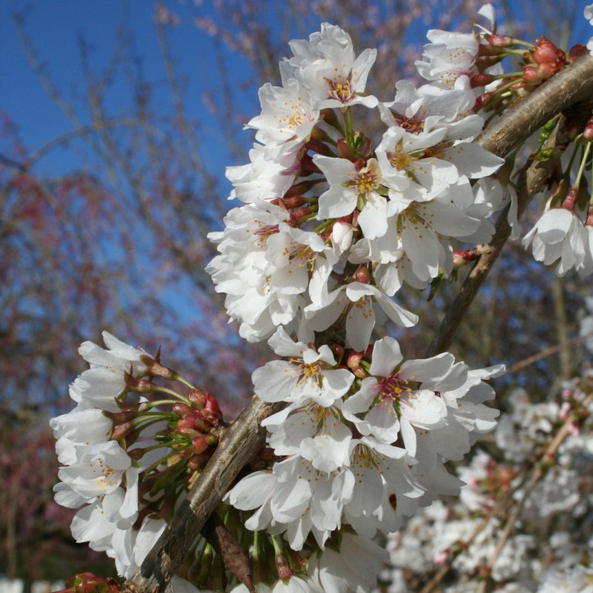 Close-up of a Snow Fountains weeping cherry branch densely clustered with white five-petalled blossoms and pink-red buds, set against a blurred backdrop of blue sky and more blossoming branches.