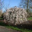A mature Snow Fountains weeping cherry tree forms a dense, umbrella-shaped canopy of cascading branches covered in white blossoms, planted beside a gravel path with mulched soil beneath.