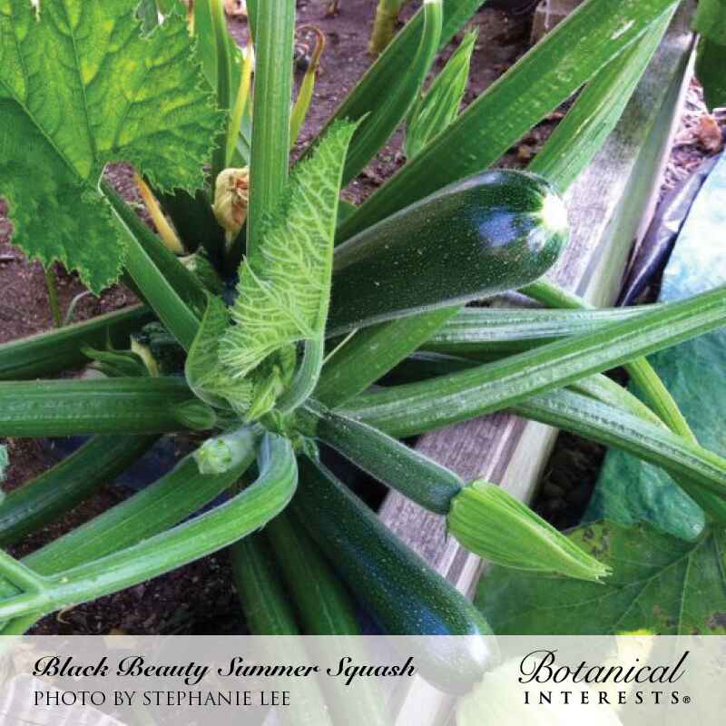 Close-up photo of dark green Black Beauty zucchini growing on a vibrant, bushy vine in the garden, labeled "Black Beauty Summer Squash / Photo by Stephanie Lee / Botanical Interests"