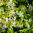 Close-up of star jasmine in bloom, showing clusters of small white pinwheel-shaped flowers and curling buds against glossy green leaves in bright sunlight.