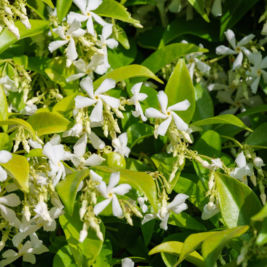 Close-up of star jasmine in bloom, showing clusters of small white pinwheel-shaped flowers and curling buds against glossy green leaves in bright sunlight.