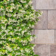 Star jasmine climbing vine covered in small white star-shaped flowers and glossy green leaves, spreading across a stone block wall with a few trailing shoots reaching onto the bare stonework.