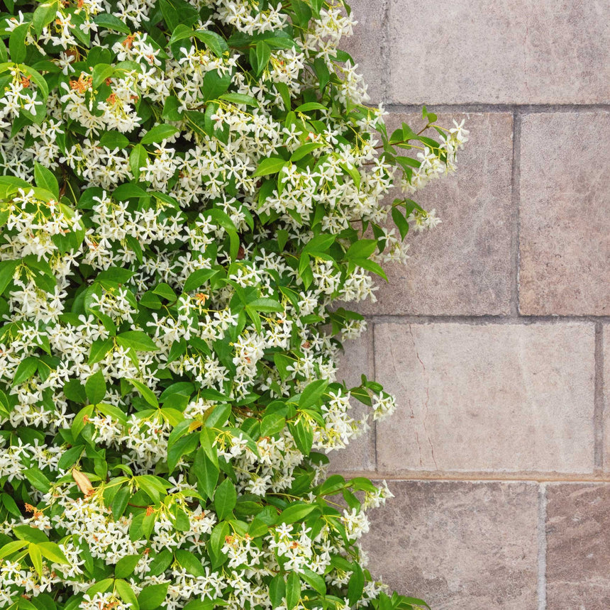 Star jasmine climbing vine covered in small white star-shaped flowers and glossy green leaves, spreading across a stone block wall with a few trailing shoots reaching onto the bare stonework.