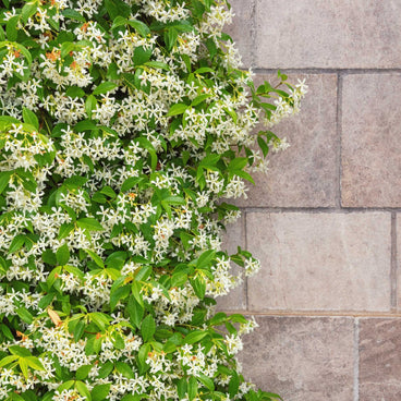 Star jasmine climbing vine covered in small white star-shaped flowers and glossy green leaves, spreading across a stone block wall with a few trailing shoots reaching onto the bare stonework.