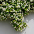 Star jasmine climbing plant covered in small white star-shaped flowers and glossy green leaves, cascading over a white wall with dappled sunlight and shadow.