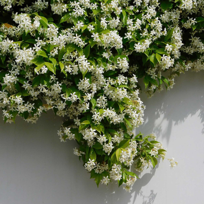 Star jasmine climbing plant covered in small white star-shaped flowers and glossy green leaves, cascading over a white wall with dappled sunlight and shadow.