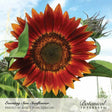Evening Sun sunflower in full bloom with deep red petals fading to golden-orange tips around a dark seed head, an unopened bud beside it against a blue sky, labelled with the Botanical Interests brand and photo credit.