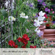 Sweet pea vines climbing a wire trellis with ruffled blooms in white, lavender, and deep red, terracotta pots blurred in the background, labeled "Knee-Hi Blend Sweet Pea" by Botanical Interests.