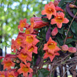 Close-up of Tangerine Beauty crossvine in bloom, its trumpet-shaped orange flowers with yellow throats clustered among dark green leaves and twining stems, set against a blurred green backdrop.