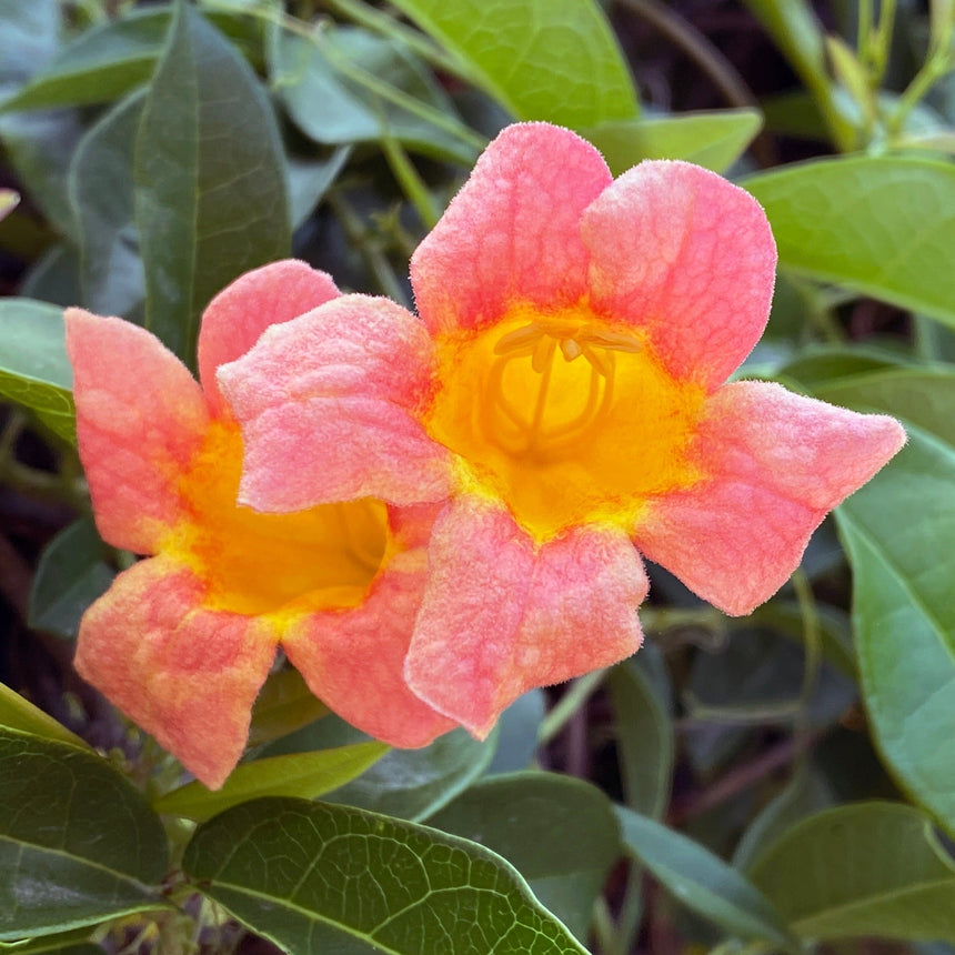 Close-up of two Tangerine Beauty crossvine flowers, showing trumpet-shaped pink-orange petals with a velvety texture opening into bright yellow throats, surrounded by glossy green foliage.