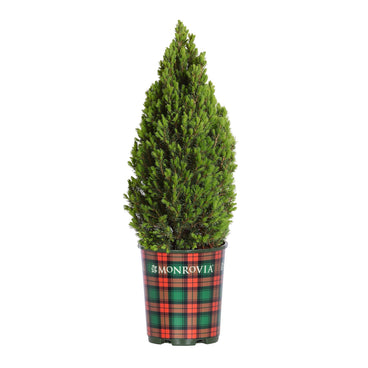 Tiny Tower dwarf Alberta spruce with a dense, narrow conical shape and short bright green needles, potted in a red, green, and tan tartan-patterned Monrovia container against a white background.