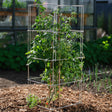 A square metal wire tomato cage supports a leafy tomato plant bearing green and a few ripening red fruit, staked with bamboo canes in a mulched garden bed near a greenhouse.