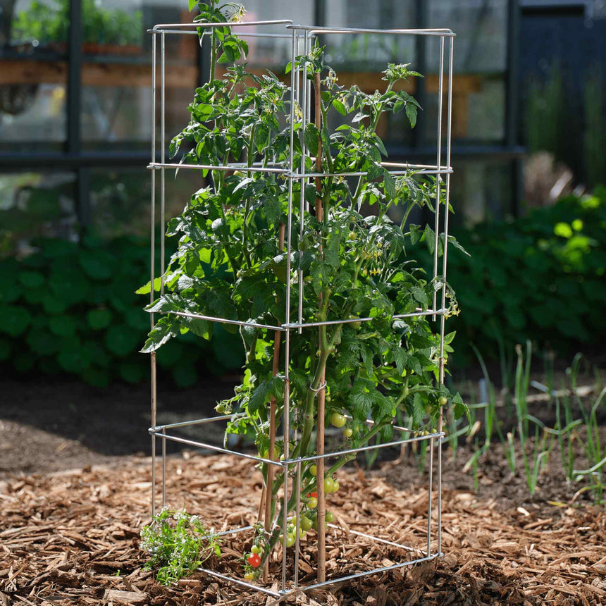 A square metal wire tomato cage supports a leafy tomato plant bearing green and a few ripening red fruit, staked with bamboo canes in a mulched garden bed near a greenhouse.