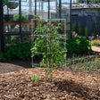 A square wire tomato cage supports a leafy tomato plant with small green and red fruit, staked in a bark-mulched garden bed near onion seedlings and a greenhouse.