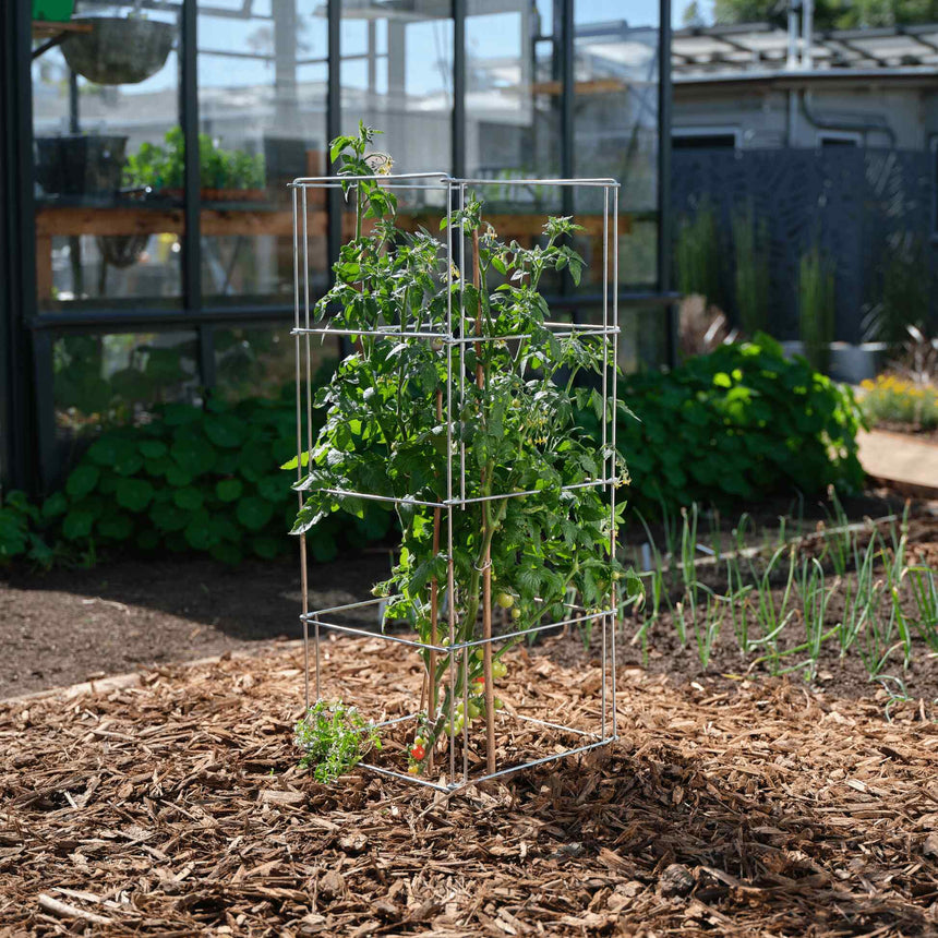 A square wire tomato cage supports a leafy tomato plant with small green and red fruit, staked in a bark-mulched garden bed near onion seedlings and a greenhouse.