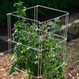 A square metal wire tomato cage supports a young, leafy tomato plant with small yellow flowers, standing in a mulched garden bed.