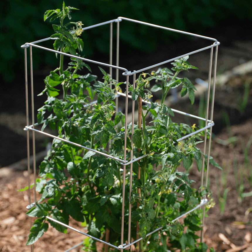 A square metal wire tomato cage supports a young, leafy tomato plant with small yellow flowers, standing in a mulched garden bed.