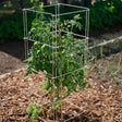 Square wire tomato cage supporting a leafy tomato plant with small green and a few ripening red fruit, staked in a mulched garden bed with onions growing nearby.