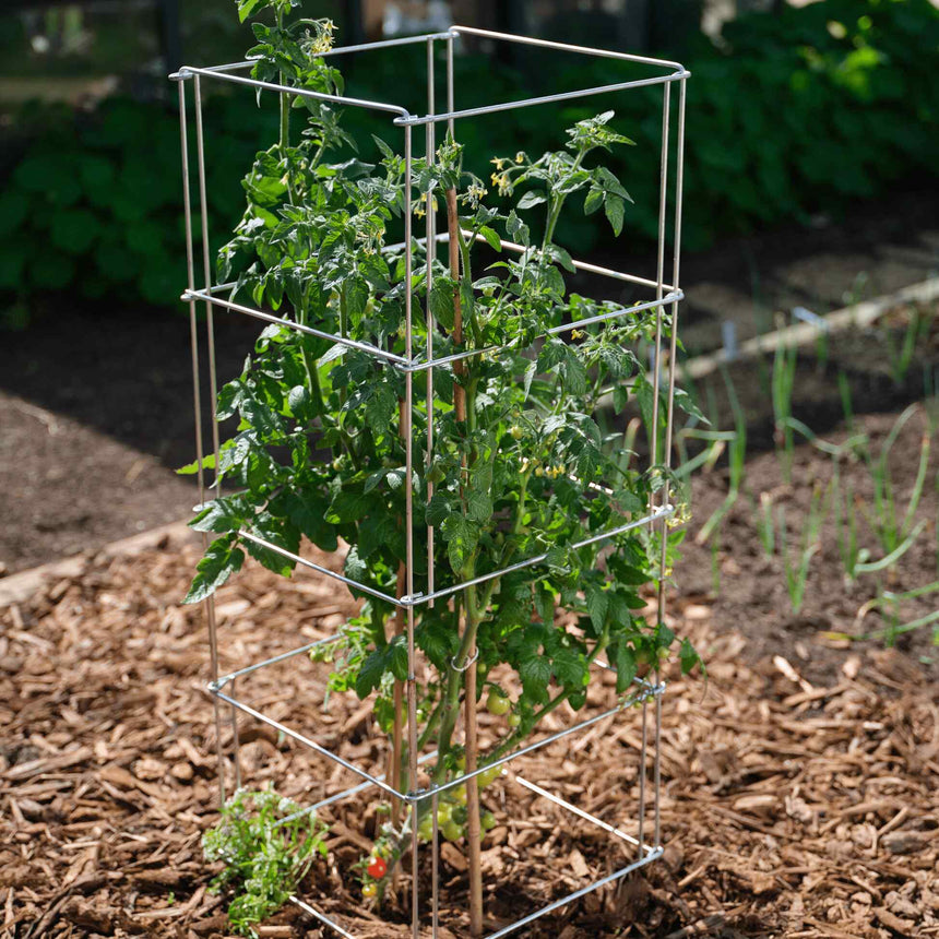 Square wire tomato cage supporting a leafy tomato plant with small green and a few ripening red fruit, staked in a mulched garden bed with onions growing nearby.