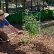 A man in a straw hat kneels to water a leafy tomato plant supported by a square, tiered wire cage staked among bamboo canes, set in a mulched bed near a greenhouse.