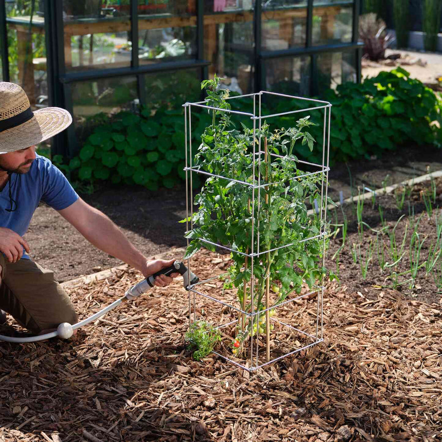 A man in a straw hat kneels to water a leafy tomato plant supported by a square, tiered wire cage staked among bamboo canes, set in a mulched bed near a greenhouse.
