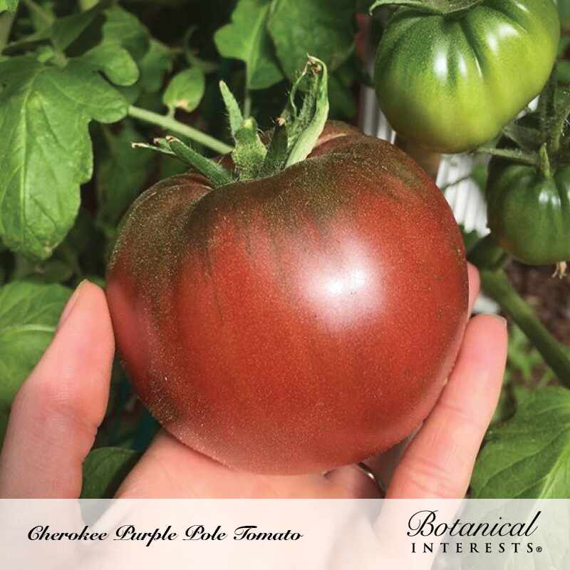 A hand cradles a ripe Cherokee Purple pole tomato with dusky maroon-brown, ribbed shoulders, still on the vine amid green leaves and unripe green tomatoes; text below reads "Cherokee Purple Pole Tomato" with the Botanical Interests logo.
