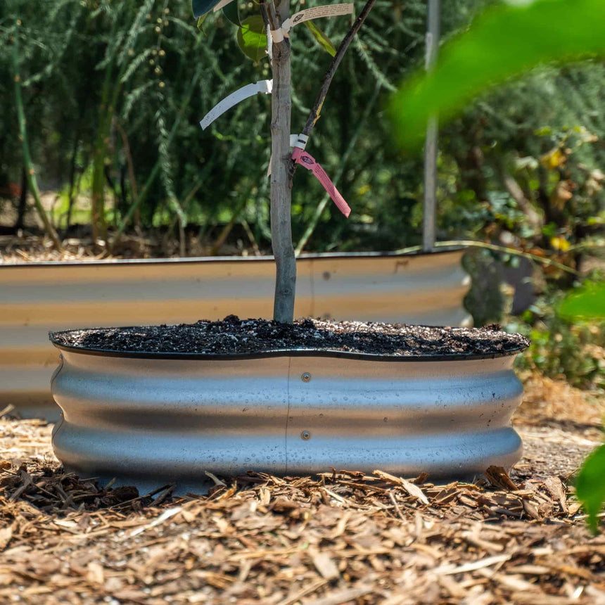 A low, round galvanised metal tree surround with a wavy-edged rim filled with dark mulch, encircling a young sapling trunk with coloured nursery tags, set on a bark-mulched garden bed with another surround visible behind it.