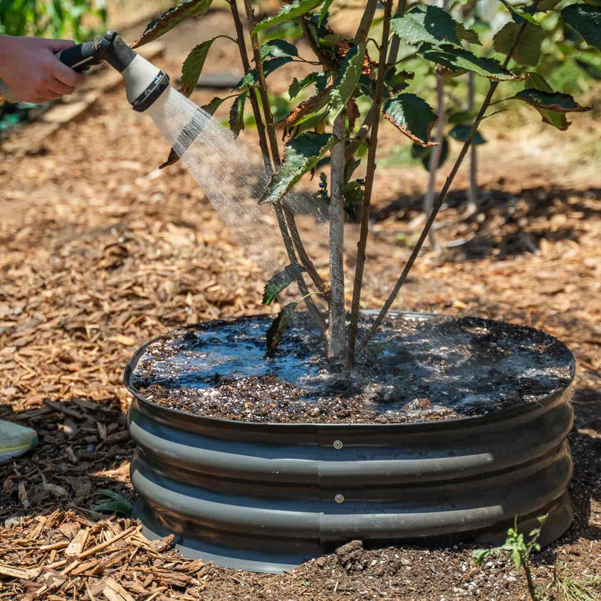 A hand sprays water with a hose nozzle onto a young tree planted in a low, corrugated metal ring surround, set into dark soil surrounded by wood mulch.