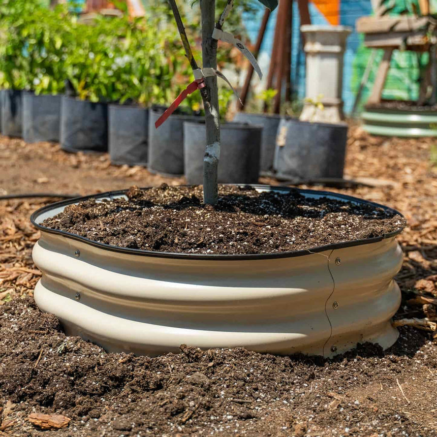 A round, corrugated cream-coloured metal tree surround, 8 inches tall, installed in garden soil around a young staked sapling, with potted seedlings visible in the background.