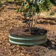 A young leafy tree planted in dark mulch soil is encircled by a low, round pale green corrugated metal tree surround, set into a wood-chip covered garden bed.