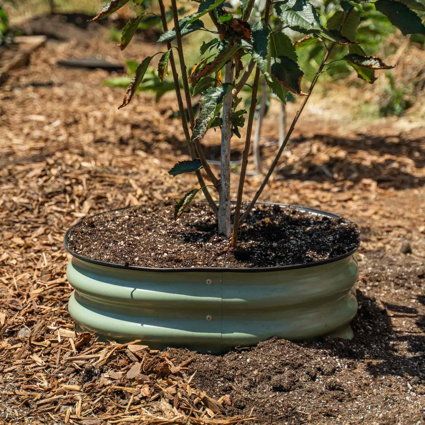A young leafy tree planted in dark mulch soil is encircled by a low, round pale green corrugated metal tree surround, set into a wood-chip covered garden bed.