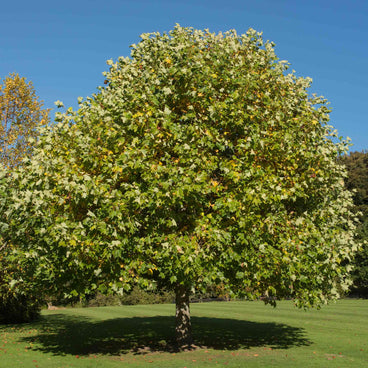A mature Tulip Poplar tree with a broad, dense rounded crown of lobed green leaves and a single straight trunk, standing on an open lawn under a clear blue sky.