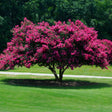 Mature Tuscarora crape myrtle tree with a multi-trunked base, densely covered in vivid magenta-pink blooms, standing on a mown lawn beside a path with dark green woodland behind it.