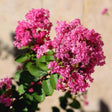 Close-up of a Tuscarora crape myrtle branch with dense clusters of ruffled, deep pink flowers and glossy green leaves, photographed in sunlight against a plain tan wall.