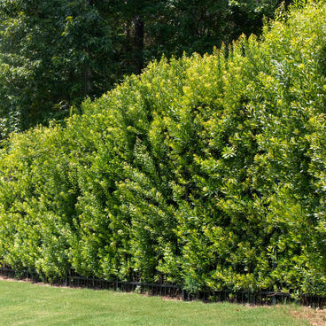 A dense row of Southern Wax Myrtle shrubs forms a tall, sunlit privacy hedge along a black metal fence, with mature trees in the background and mowed lawn in front.