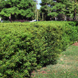 A dense, flat-topped Southern Wax Myrtle hedge with tightly packed small green leaves forms a neat boundary along a mowed lawn, with taller trees and a parking area visible in the background.