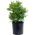 Southern Wax Myrtle shrub with dense, glossy narrow leaves on multiple branching stems, potted in a black plastic nursery container against a white background.