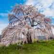 Mature weeping Yoshino cherry tree in full bloom, its cascading branches heavy with pale pink blossoms, standing on a grassy hillside with mountains visible under a blue sky.