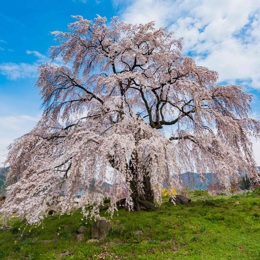 Mature weeping Yoshino cherry tree in full bloom, its cascading branches heavy with pale pink blossoms, standing on a grassy hillside with mountains visible under a blue sky.