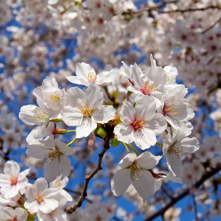 Close-up cluster of white flowering cherry blossoms with pink centres and yellow stamens on a bare branch, set against a bright blue sky and a soft blur of more blossoms behind.