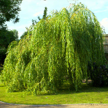 A mature weeping willow tree with long, slender branches cascading down in a dense curtain of narrow green leaves, standing on a lawn beside a wooden fence and other trees.