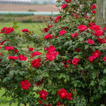 Climbing rose bush covered in dense clusters of bright red, semi-double blooms, trained along a wire fence with a wooden post, open farmland visible in the background.