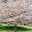 Mature Yoshino flowering cherry tree in full bloom with a dense canopy of pale pink-white blossoms, its thick trunk casting dappled shade over a sunlit grassy lawn.