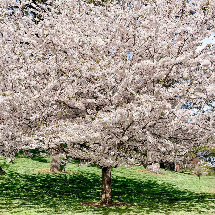 Mature Yoshino flowering cherry tree in full bloom with a dense canopy of pale pink-white blossoms, its thick trunk casting dappled shade over a sunlit grassy lawn.