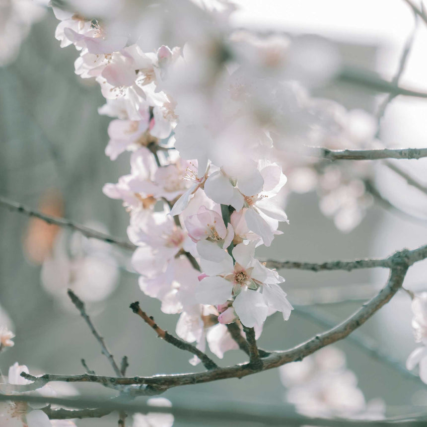 Close-up of Yoshino cherry blossoms, delicate white petals tinged pale pink with golden centres, clustered along bare bark branches against a softly blurred background.